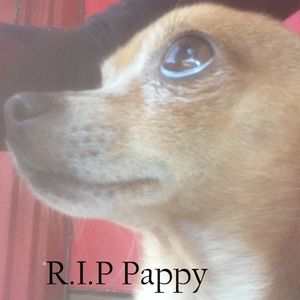 Meet your Posher, Sofia